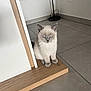 animal, cat, hardwood, indoors, interiordesign, kitten, manx, mirror, pet, plywood, siamese, stainedwood, window, windowsill, wood