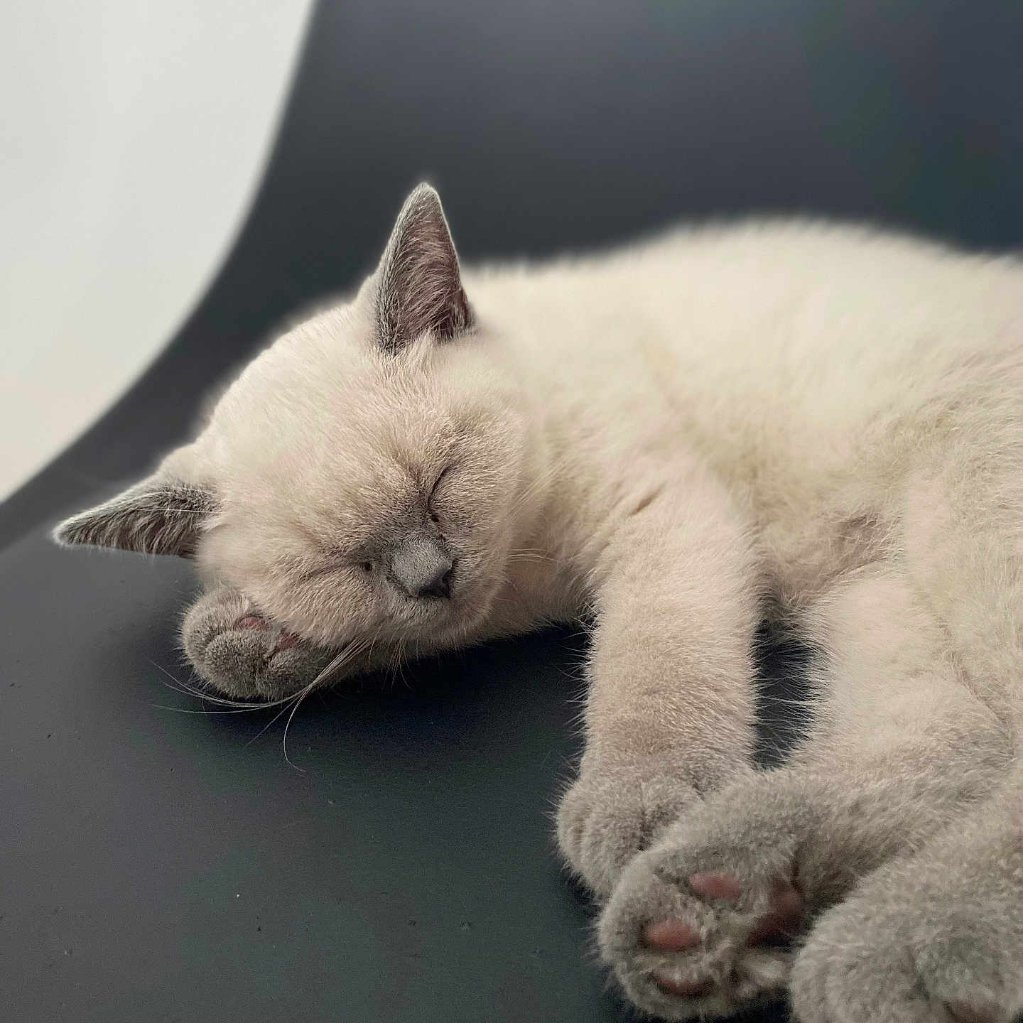 Zino participe au concours pour gagner de l'argent avec cette photo : abyssinian, angora, animal, cat, claw, computerhardware, electronics, hardware, hook, kitten, manx, person, pet, siamese, sleeping, snout