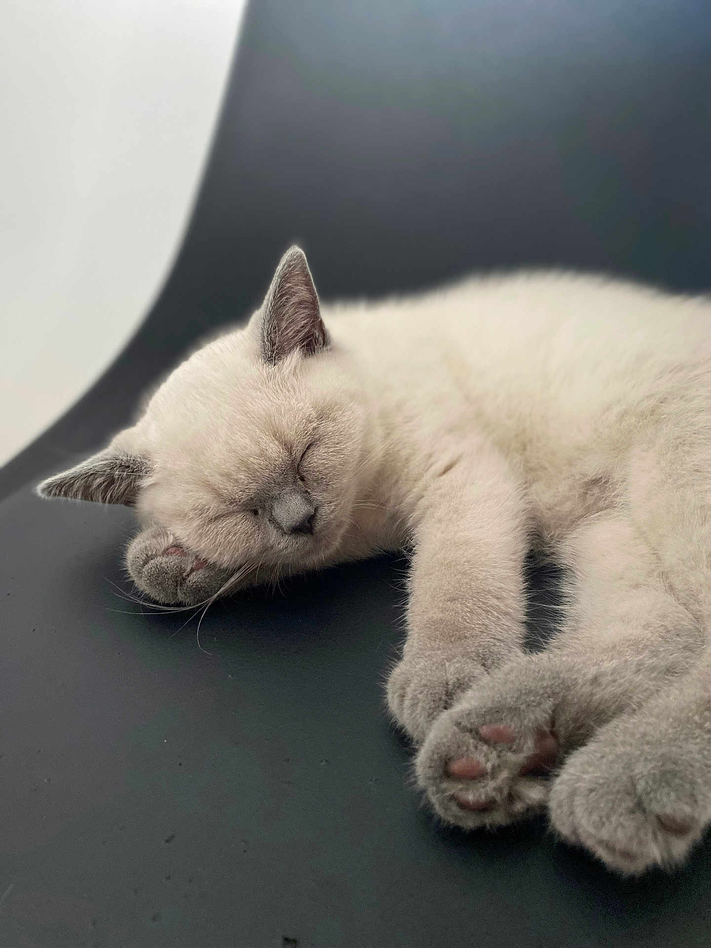Zino participe au concours pour gagner de l'argent avec cette photo : abyssinian, angora, animal, cat, claw, computerhardware, electronics, hardware, hook, kitten, manx, person, pet, siamese, sleeping, snout