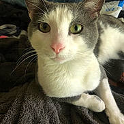 Hank is registered to the contest to win money with this photo: animal, blanket, cat, close_up, cute, domestic, eyes, feline, fur, gray_and_white, indoor, mammal, pet, pink_nose, portrait, relaxed, resting, soft, texture, whiskers