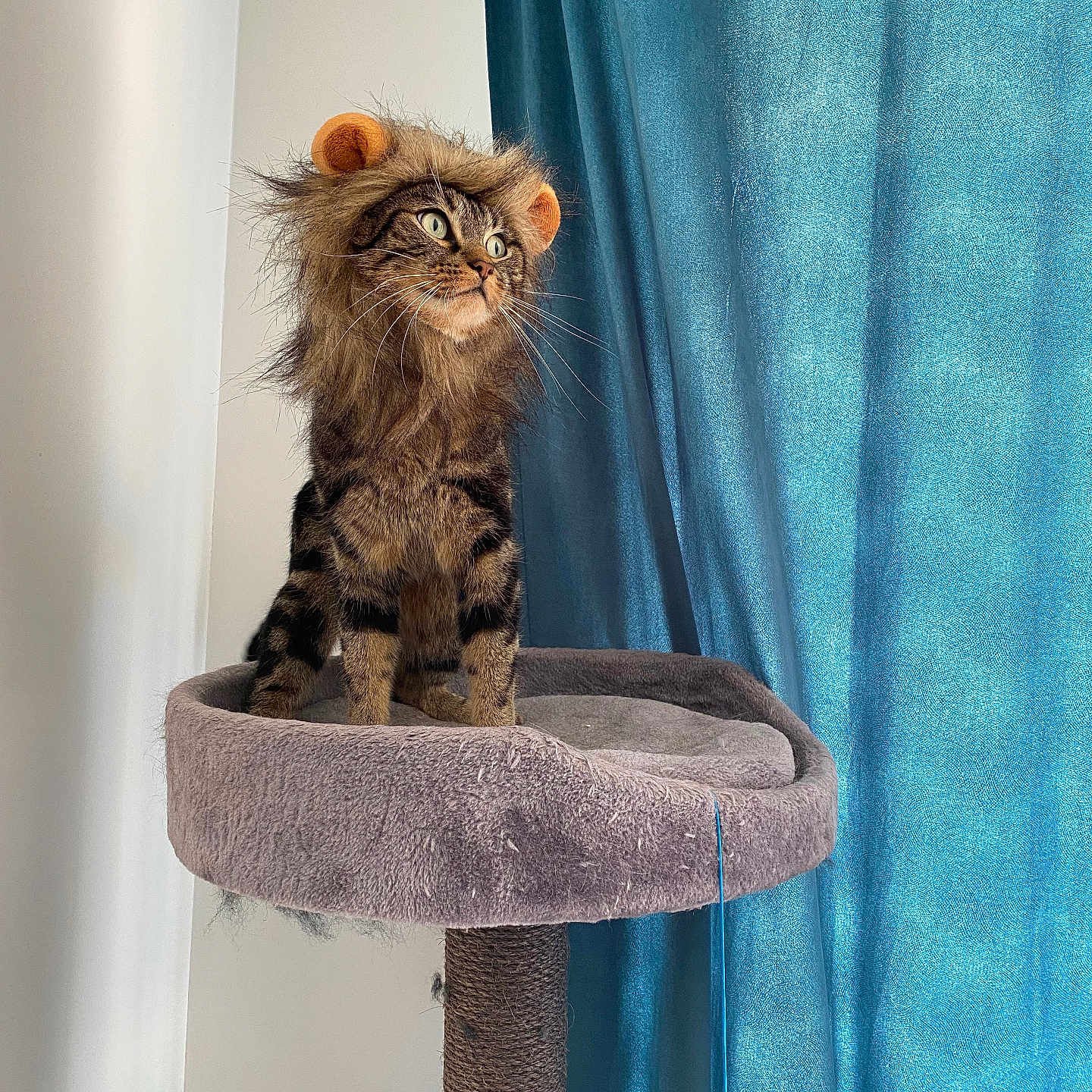 Rocket participe au concours pour gagner de l'argent avec cette photo : abyssinian, angora, animal, architecture, barstool, basin, cat, chair, curtain, cushion, fountain, furniture, homedecor, kitten, manx, ocelot, pet, sink, water, wood
