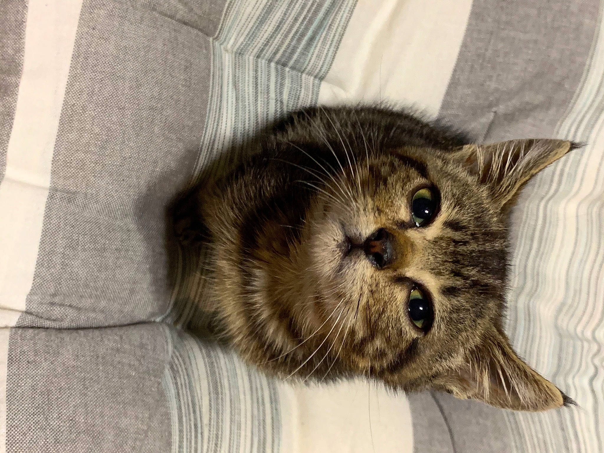 Pépère participe au concours pour gagner de l'argent avec cette photo : animal_shelter, carnivore, cat, claw, comfort, domestic_short_haired_cat, fawn, felidae, fur, grey, paw, small_to_medium_sized_cats, snout, tail, terrestrial_animal, whiskers