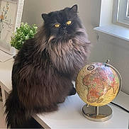 Sparky is registered to the contest to win money with this photo: animal, black_cat, cat, cozy, curious, decor, desk, domestic_cat, fluffy, furniture, globe, glowing_eyes, indoor, natural_light, pet, plant, portrait, sitting, window, yellow_eyes