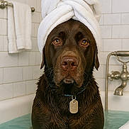Hugo Boss is registered to the contest to win money with this photo: dog, labrador, bath, bathtub, water, towel, wrapped_towel, brown_dog, pet, indoors, tile_wall, bathroom, relaxation, portrait, wet_fur, collar, tag, close_up, cute, animal
