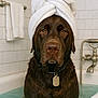 dog, labrador, bath, bathtub, water, towel, wrapped_towel, brown_dog, pet, indoors, tile_wall, bathroom, relaxation, portrait, wet_fur, collar, tag, close_up, cute, animal