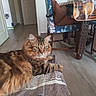 cat, tabby, fluffy, indoor, furniture, chair, table, blanket, pattern, floor, wooden, cozy, relaxed, pet, animal, fur, whiskers, eyes, domestic, home