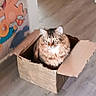cat, cardboard_box, indoor, fluffy, pet, feline, curious, wall_art, blurred_background, floor, brown, striped, whiskers, ears, sitting, cozy, cute, domestic_animal, furniture, home