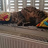 cat, sleeping, tabby, fluffy, windowsill, pillow, indoor, pet, cozy, resting, feline, striped, fur, window, shutter, radiator, home, relaxed, animal, cute