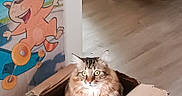 Pulco participe au concours pour gagner de l'argent avec cette photo : cat, cardboard_box, indoor, tabby_cat, fluffy, curious_eyes, cartoon, drawing, orange_cat, scooter, floor, wooden_floor, box, pet, animal, cute, feline, home, playful, cozy