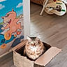 cat, cardboard_box, indoor, tabby_cat, fluffy, curious_eyes, cartoon, drawing, orange_cat, scooter, floor, wooden_floor, box, pet, animal, cute, feline, home, playful, cozy