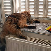 Pulco a rejoint le concours — aidez-le/la à gagner de superbes lots ! cat, tabby_cat, sleeping, fluffy, window, windowsill, shutters, radiator, indoor, relaxed, cozy, furniture, pet, animal, paw, fur, resting, sunlight, colorful_pillow, home