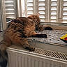 cat, tabby_cat, sleeping, fluffy, window, windowsill, shutters, radiator, indoor, relaxed, cozy, furniture, pet, animal, paw, fur, resting, sunlight, colorful_pillow, home