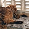 cat, tabby, sleeping, feline, fur, terrazzo, windowsill, shutters, relaxation, indoor, pet, animal, cozy, closeup, paw, whiskers, nap, soft_light, resting, home