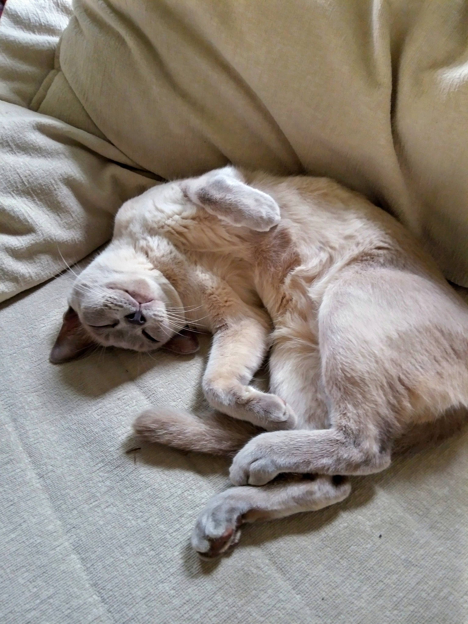 Oreo is registered to the contest to win money with this photo: bedding, carnivore, cat, comfort, companion_dog, dog_breed, domestic_short_haired_cat, fawn, felidae, flooring, grey, linens, mammal, paw, small_to_medium_sized_cats, sporting_group, tail, textile, whiskers, wood