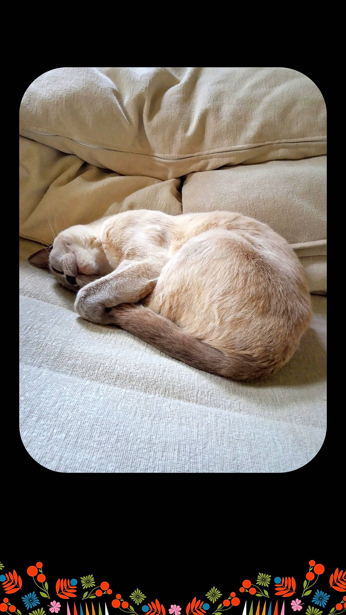 Oreo is registered to the contest to win money with this photo: bedding, bedtime, canidae, carnivore, cat, comfort, companion_dog, fawn, felidae, flooring, fur, linens, nap, rectangle, small_to_medium_sized_cats, sporting_group, tail, whiskers, wood, wool