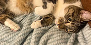 Toggles is registered to the contest to win money with this photo: animal, blanket, brown, cat, couch, cozy, cute, domestic_cat, feline, fur, indoor, paw, pet, relaxed, resting, sleepy, soft, tabby_cat, texture, whiskers