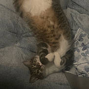 Toggles is registered to the contest to win money with this photo: animal, blanket, cat, comfort, cozy, cute, domestic, ears, feline, fur, indoor, lying_down, paws, pet, relaxed, resting, sleepy, soft, tabby, whiskers