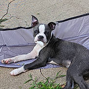 Winston is registered to the contest to win money with this photo: boston_terrier, puppy, dog, animal, pet, outdoor, concrete, grass, fabric, wrinkled, curious, laying_down, black_and_white, ears_up, face, mouth, paw, texture, background, close_up