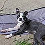 boston_terrier, puppy, dog, animal, pet, outdoor, concrete, grass, fabric, wrinkled, curious, laying_down, black_and_white, ears_up, face, mouth, paw, texture, background, close_up