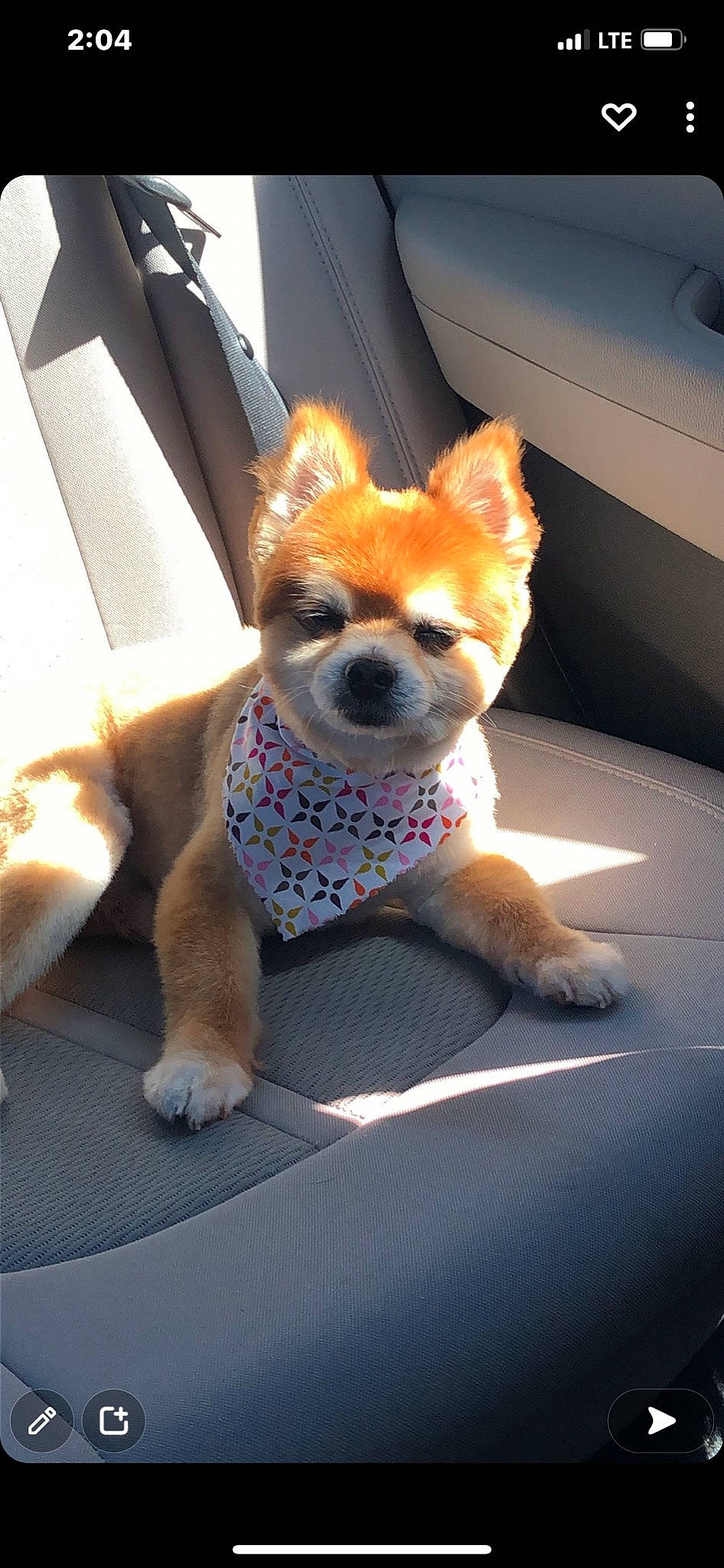 Mickey joined the competition — help win amazing prizes! auto_part, automotive_design, canidae, car_seat, carnivore, chihuahua, comfort, companion_dog, dog, dog_breed, dog_supply, fawn, fur, snout, sporting_group, tail, toy_dog, vehicle_door, whiskers, working_animal