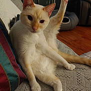 Loki joined the competition — help win amazing prizes! cat, cream_colored, raised_leg, lounge, couch, patterned_couch, living_room, pet_bed, leather_chair, wooden_floor, relaxed, cute, funny_pose, indoor, feline, whiskers, pink_paw_pads, ears, tail, fur