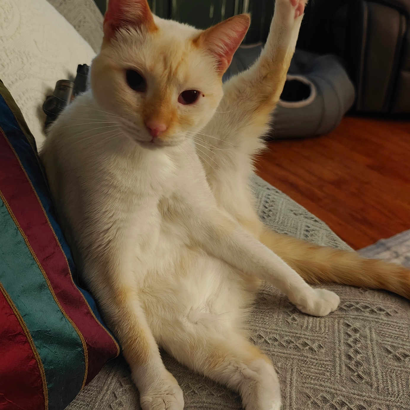 Loki joined the competition — help win amazing prizes! cat, cream_colored, raised_leg, lounge, couch, patterned_couch, living_room, pet_bed, leather_chair, wooden_floor, relaxed, cute, funny_pose, indoor, feline, whiskers, pink_paw_pads, ears, tail, fur