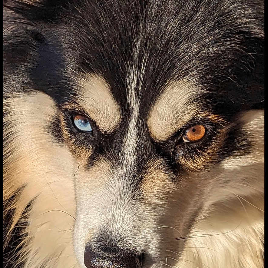 Odin joined the competition — help win amazing prizes! accessories, animal, canine, chair, cockerspaniel, collar, collie, dog, eskimodog, furniture, hound, husky, papillon, pet, puppy, snout, terrier
