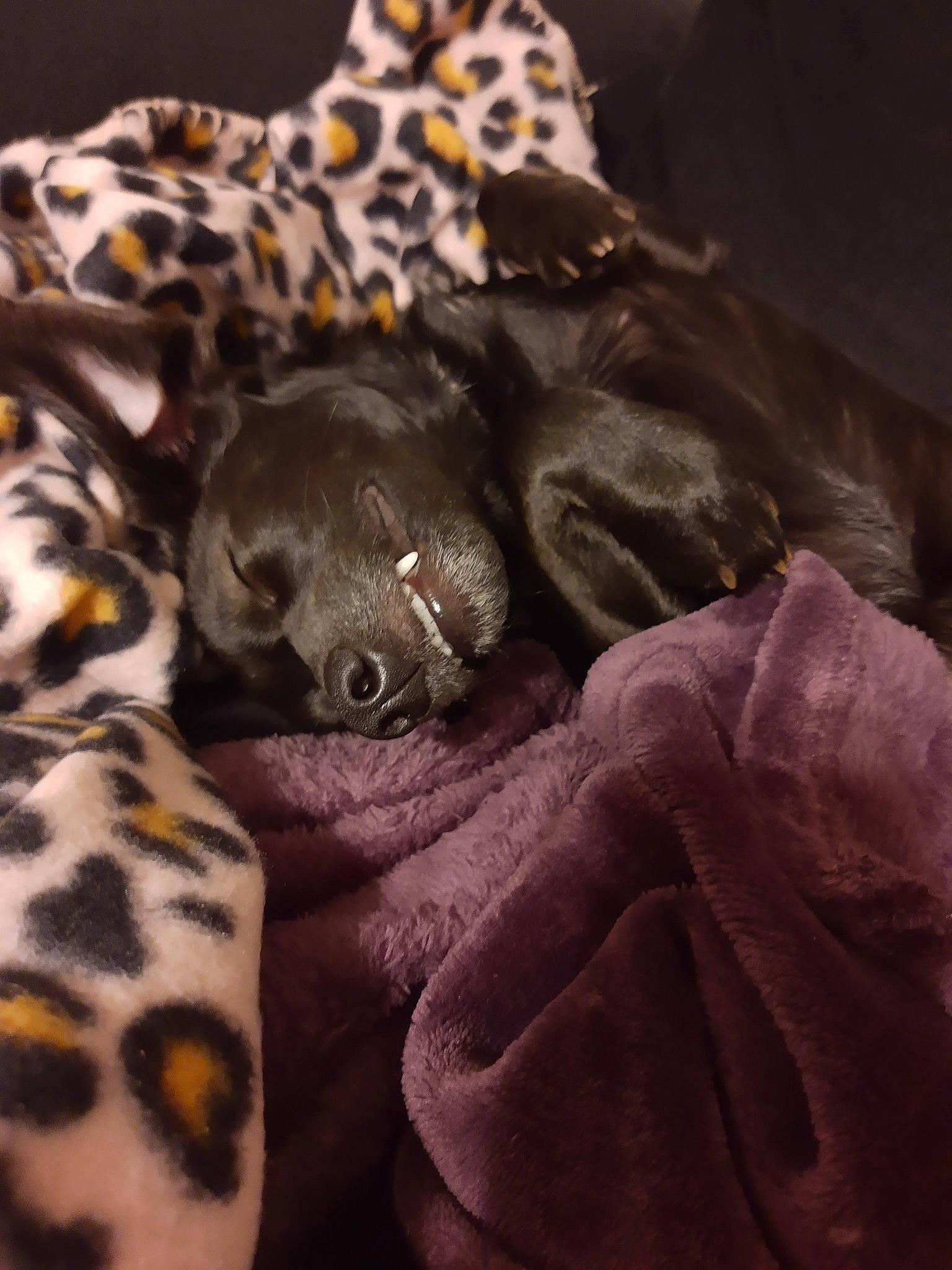 Stokely joined the competition — help win amazing prizes! big_cats, canidae, carnivore, comfort, companion_dog, dog_breed, fawn, felidae, fur, jaguar, leopard, linens, liver, pattern, paw, small_to_medium_sized_cats, snout, sporting_group, terrestrial_animal, whiskers