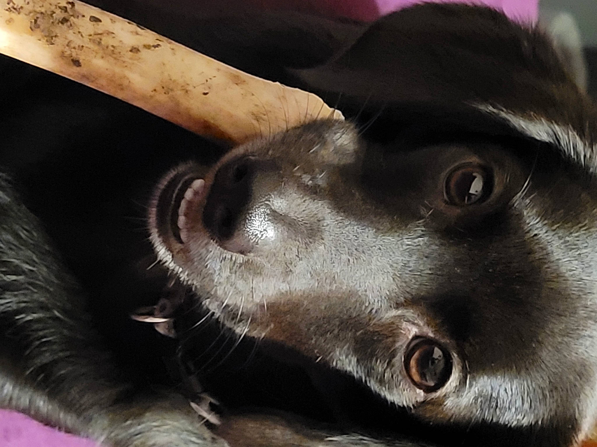 Stokely is registered to the contest to win money with this photo: borador, canidae, carnivore, close_up, dog, dog_breed, ear, foot, fur, gesture, hat, jaw, liver, snout, sporting_group, terrestrial_animal, whiskers, working_animal