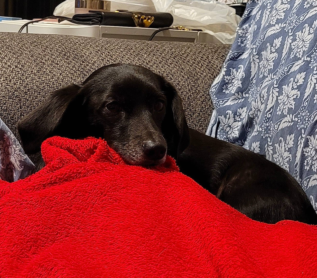 Stokely is registered to the contest to win money with this photo: borador, canidae, carmine, carnivore, comfort, companion_dog, dog, dog_breed, fur, guard_dog, gun_dog, hunting_dog, labrador_retriever, pattern, retriever, snout, sporting_group, terrestrial_animal, tints_and_shades, working_animal