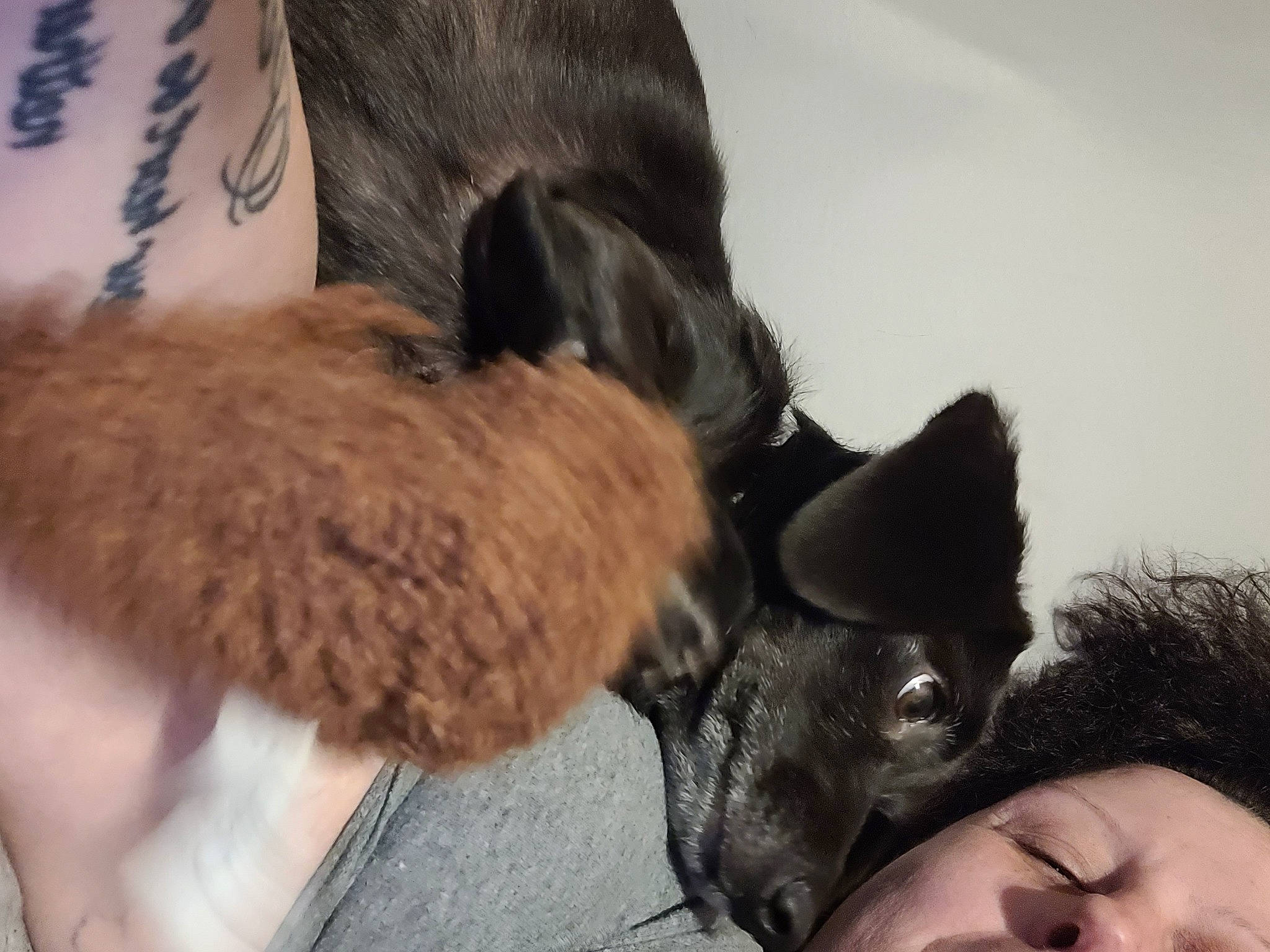 Stokely is registered to the contest to win money with this photo: canidae, carnivore, comfort, companion_dog, dog_breed, domestic_short_haired_cat, ear, felidae, fur, gesture, happy, mammal, paw, small_to_medium_sized_cats, snout, sporting_group, tail, vertebrate, whiskers, working_animal