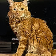 Weastley participe au concours pour gagner de l'argent avec cette photo : animal, cat, cute, domestic_animal, ears, eyes, face, feline, fluffy, fur, furniture, ginger_cat, indoor, looking, pet, portrait, sitting, table, television, whiskers