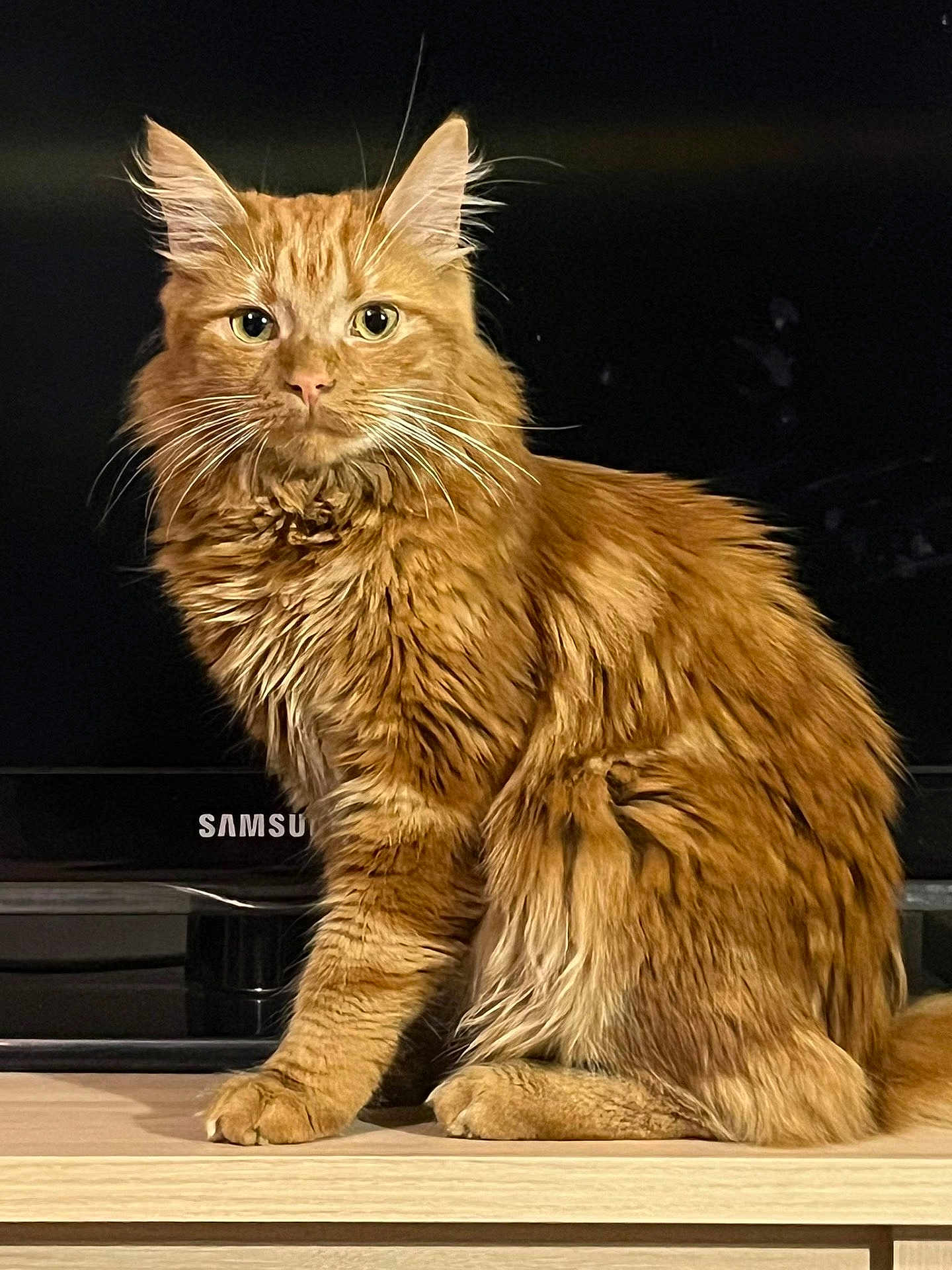 Weastley participe au concours pour gagner de l'argent avec cette photo : animal, cat, cute, domestic_animal, ears, eyes, face, feline, fluffy, fur, furniture, ginger_cat, indoor, looking, pet, portrait, sitting, table, television, whiskers