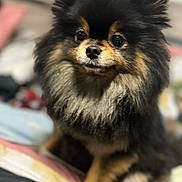 Mila is registered to the contest to win money with this photo: animal, bed, black_and_tan, blanket, close_up, companion, cozy, cute, cute_pet, dog, domestic_animal, fluffy, fur, furry, indoor, pet, pomeranian, portrait, sitting, small_dog