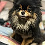 animal, bed, black_and_tan, blanket, close_up, companion, cozy, cute, cute_pet, dog, domestic_animal, fluffy, fur, furry, indoor, pet, pomeranian, portrait, sitting, small_dog