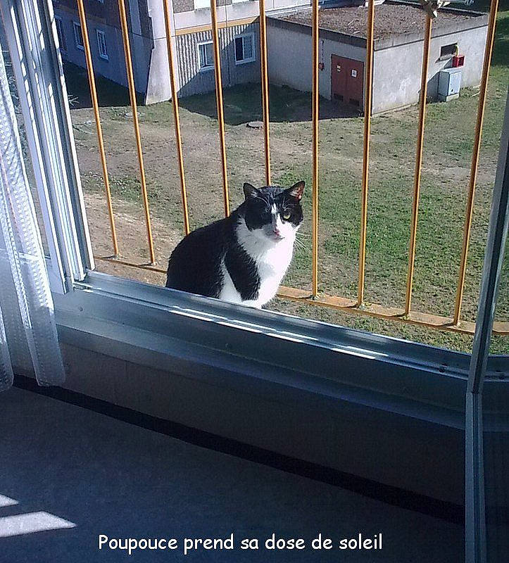 Poupouce participe au concours pour gagner de l'argent avec cette photo : carnivore, cat, domestic_short_haired_cat, felidae, fence, fur, glass, grass, handrail, mesh, metal, plant, rectangle, small_to_medium_sized_cats, snout, tail, tints_and_shades, whiskers, window, wood
