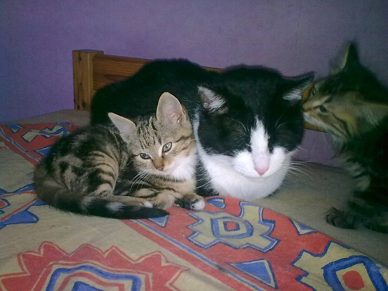 Poupouce participe au concours pour gagner de l'argent avec cette photo : carnivore, cat, claw, comfort, domestic_short_haired_cat, felidae, flooring, fur, lap, paw, room, small_to_medium_sized_cats, snout, tail, whiskers