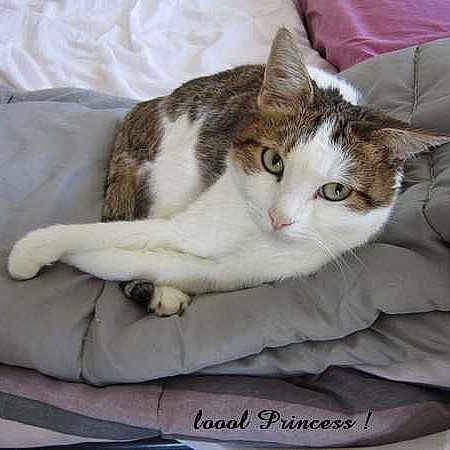 Princess