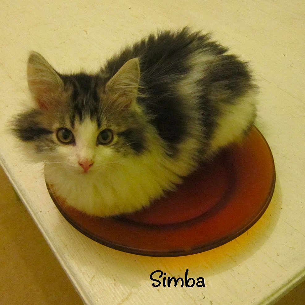 Simba