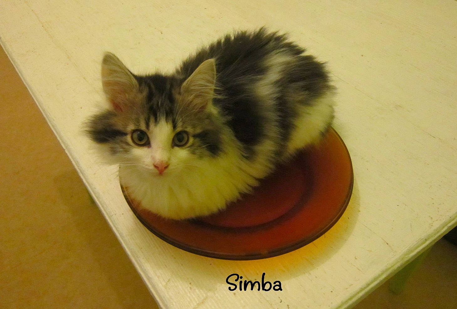 Symba participe au concours pour gagner de l'argent avec cette photo : box, carnivore, cat, cat_supply, domestic_short_haired_cat, felidae, fur, hardwood, paw, pet_supply, photo_caption, rectangle, room, small_to_medium_sized_cats, snout, tail, whiskers, window, wood