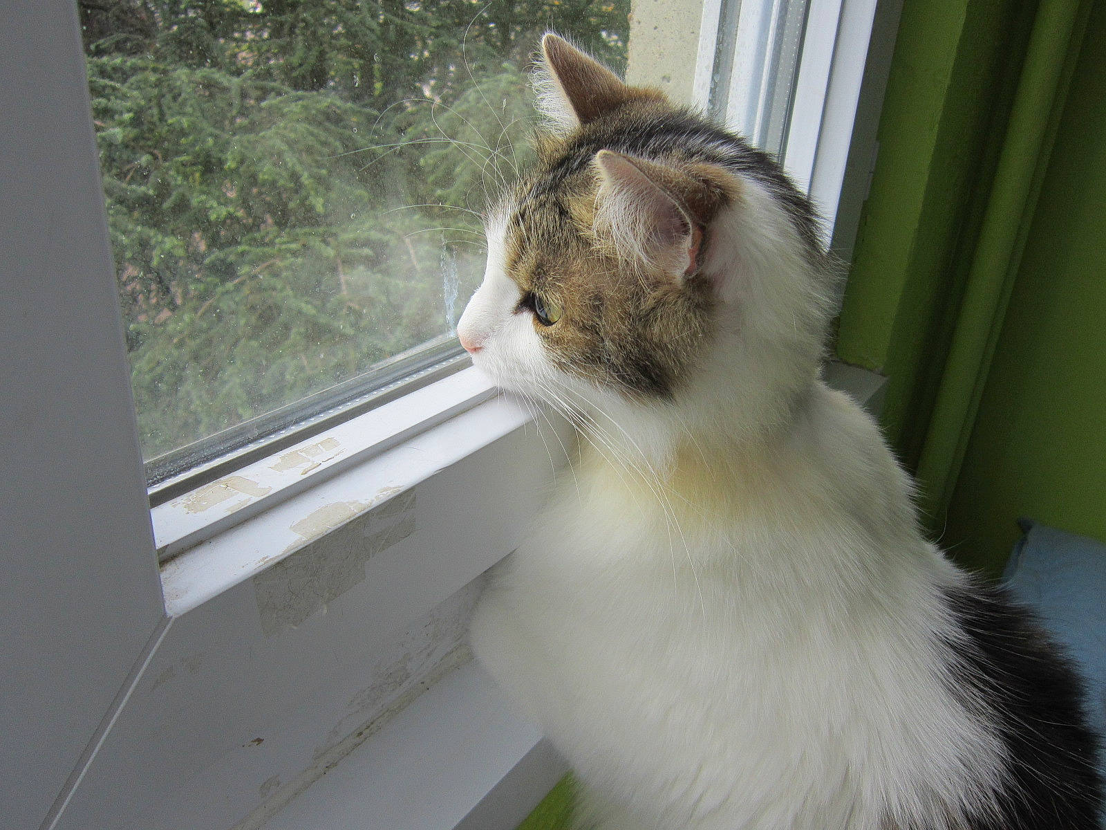 Symba participe au concours pour gagner de l'argent avec cette photo : carnivore, cat, domestic_short_haired_cat, fawn, felidae, fixture, fur, grass, plant, small_to_medium_sized_cats, snout, tail, terrestrial_animal, tree, whiskers, window, window_blind