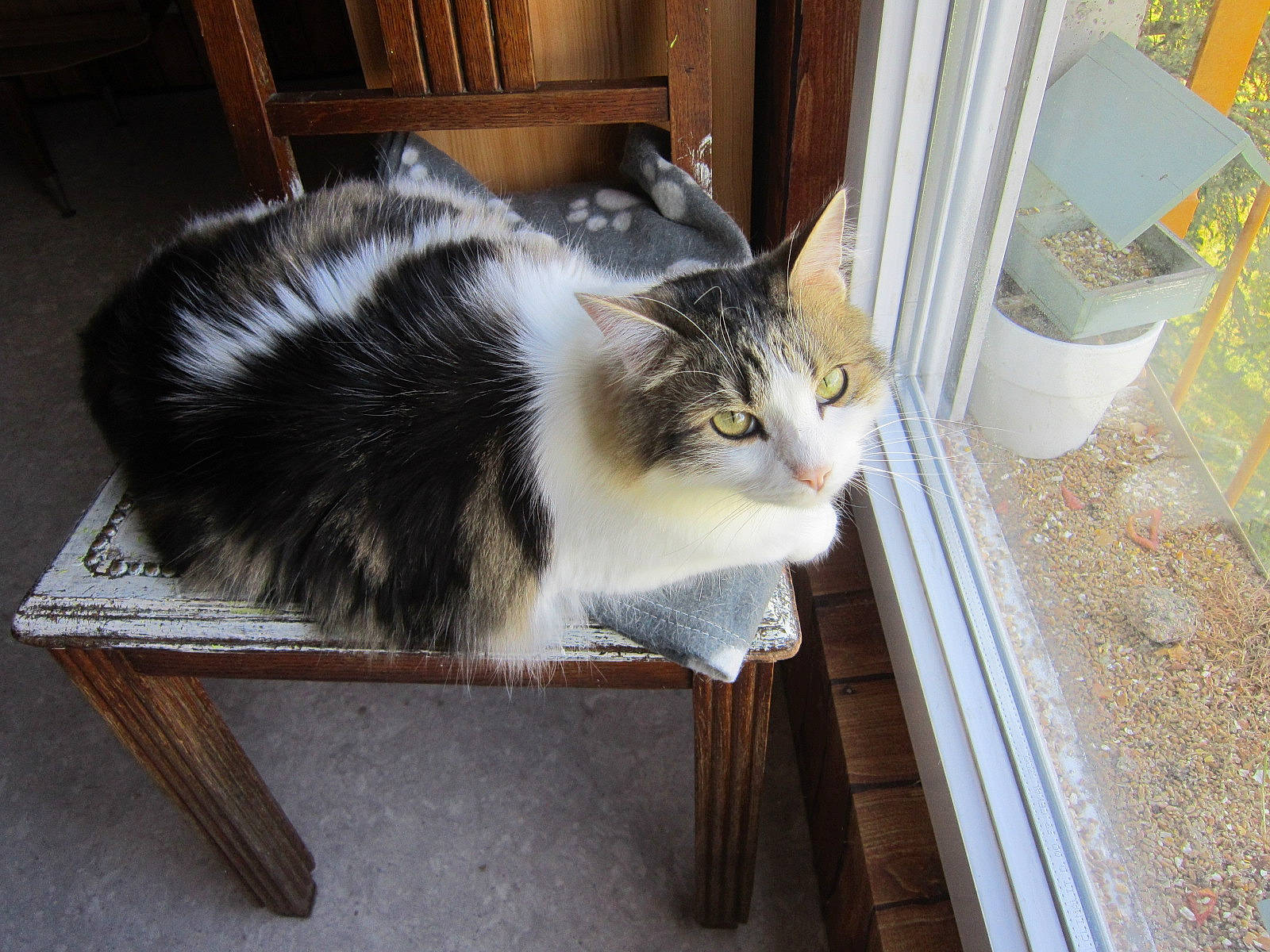 Symba a rejoint le concours — aidez-le/la à gagner de superbes lots ! box, carnivore, cat, cat_supply, domestic_short_haired_cat, door, felidae, flooring, fur, paw, pet_supply, porch, room, small_to_medium_sized_cats, snout, table, tail, whiskers, window, wood