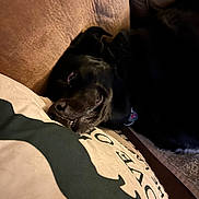 Diamond joined the competition — help win amazing prizes! dog, black_dog, sleeping, lying_down, couch, sofa, blanket, cushion, indoor, home, pet, collar, tag, closeup, dark_fur, brown_cushion, cozy, relaxed, toothy_grin, portrait