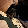 dog, black_dog, sleeping, lying_down, couch, sofa, blanket, cushion, indoor, home, pet, collar, tag, closeup, dark_fur, brown_cushion, cozy, relaxed, toothy_grin, portrait