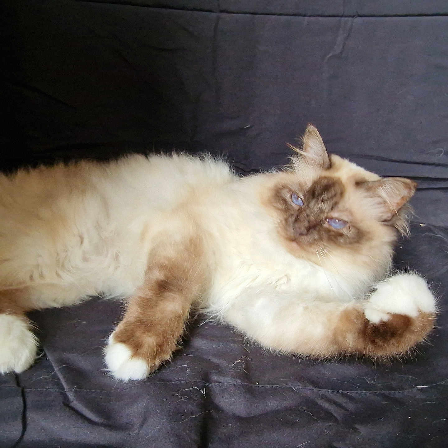 My Sweet Dream Of True Love