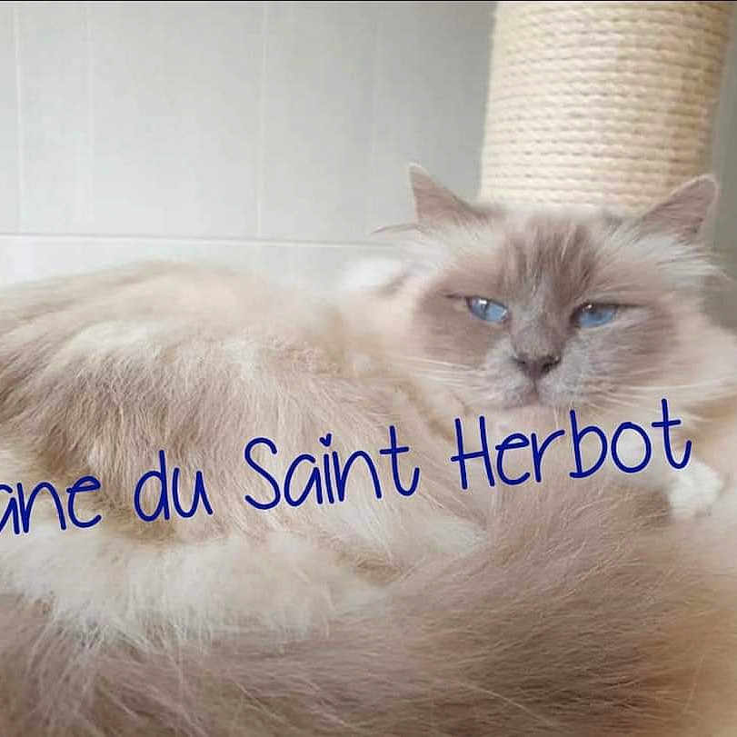 Loane Du Saint Herbot