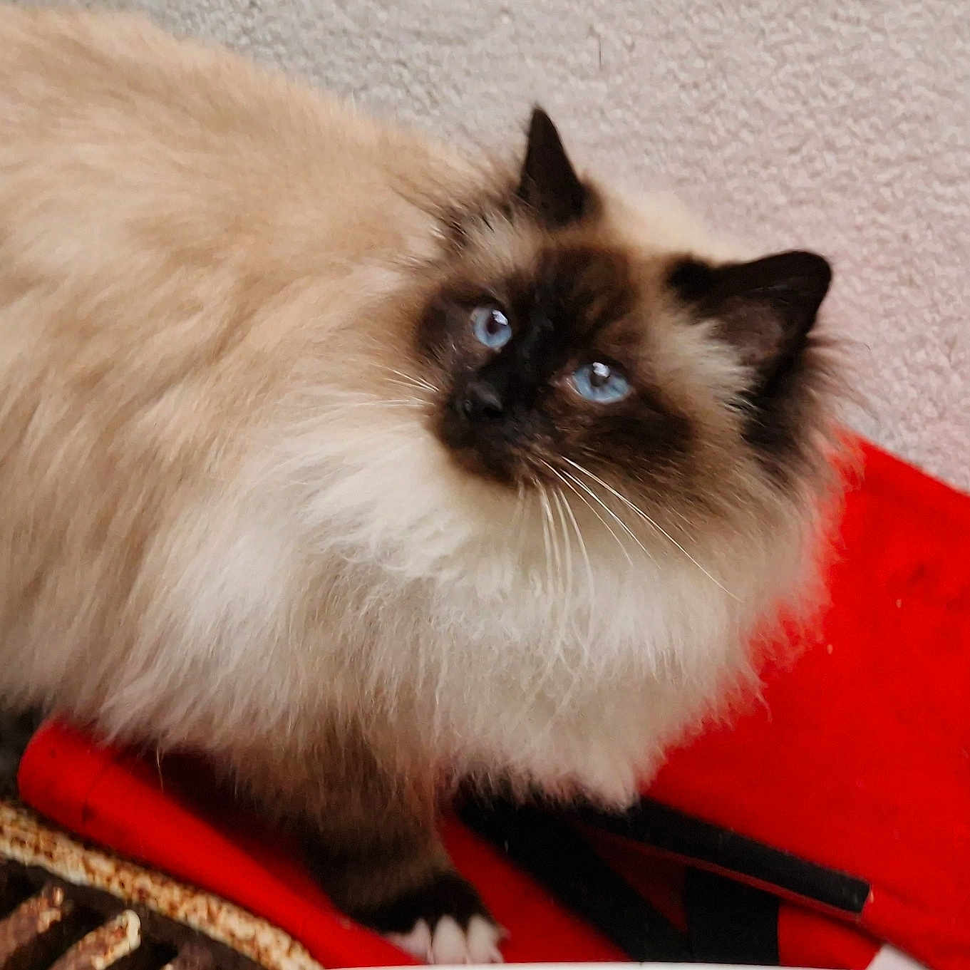 Isatys Du Saint Herbot