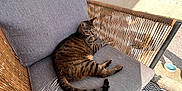 Pépito participe au concours pour gagner de l'argent avec cette photo : cat, tabby_cat, wicker_chair, gray_cushion, outdoor, sunlight, shadow, patterned_rug, greenery, patio, relaxed, feline, striped, pet, resting, side_view, daylight, nature, comfortable, home