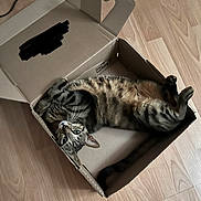 Pépito a rejoint le concours — aidez-le/la à gagner de superbes lots ! cat, tabby, cardboard_box, floor, wooden_floor, pet, animal, feline, cute, playful, relaxed, indoor, whiskers, paws, lying_down, looking_up, domestic_cat, striped, fur, box