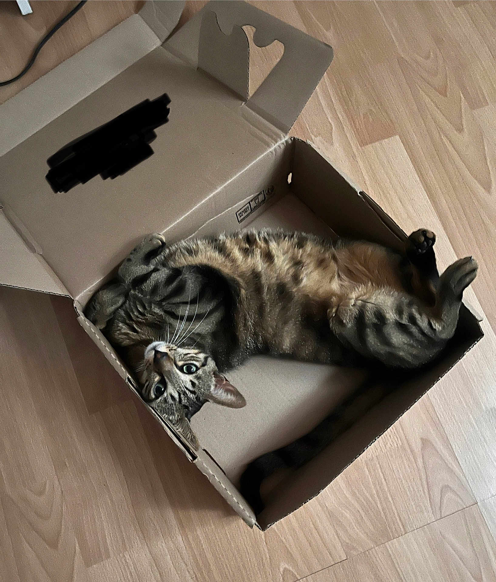 Pépito